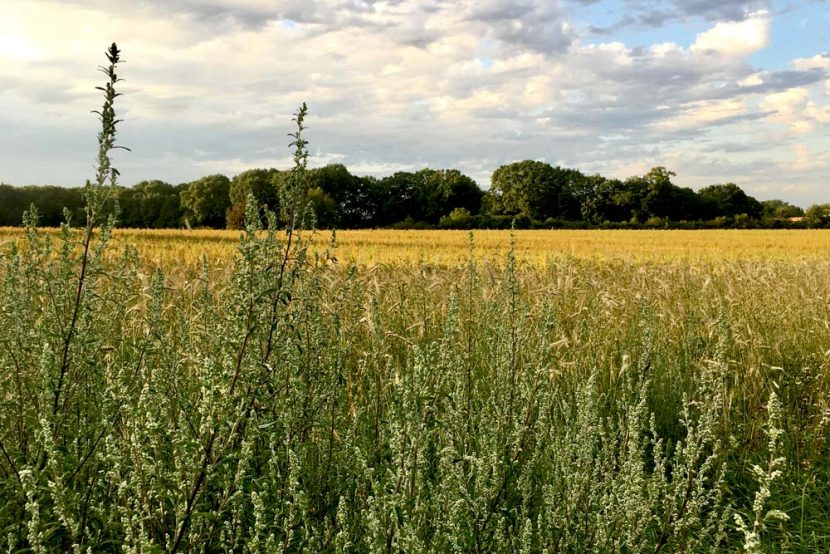 The pollen are peaking… help, hay fever