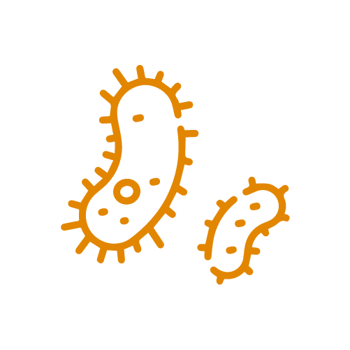 Bacteria
