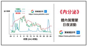 《內分泌》體內賀爾蒙的日夜波動